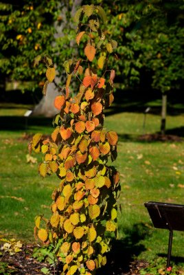 Davidia involucrata 'Vilmoriniana' - davidie listenová - centrum